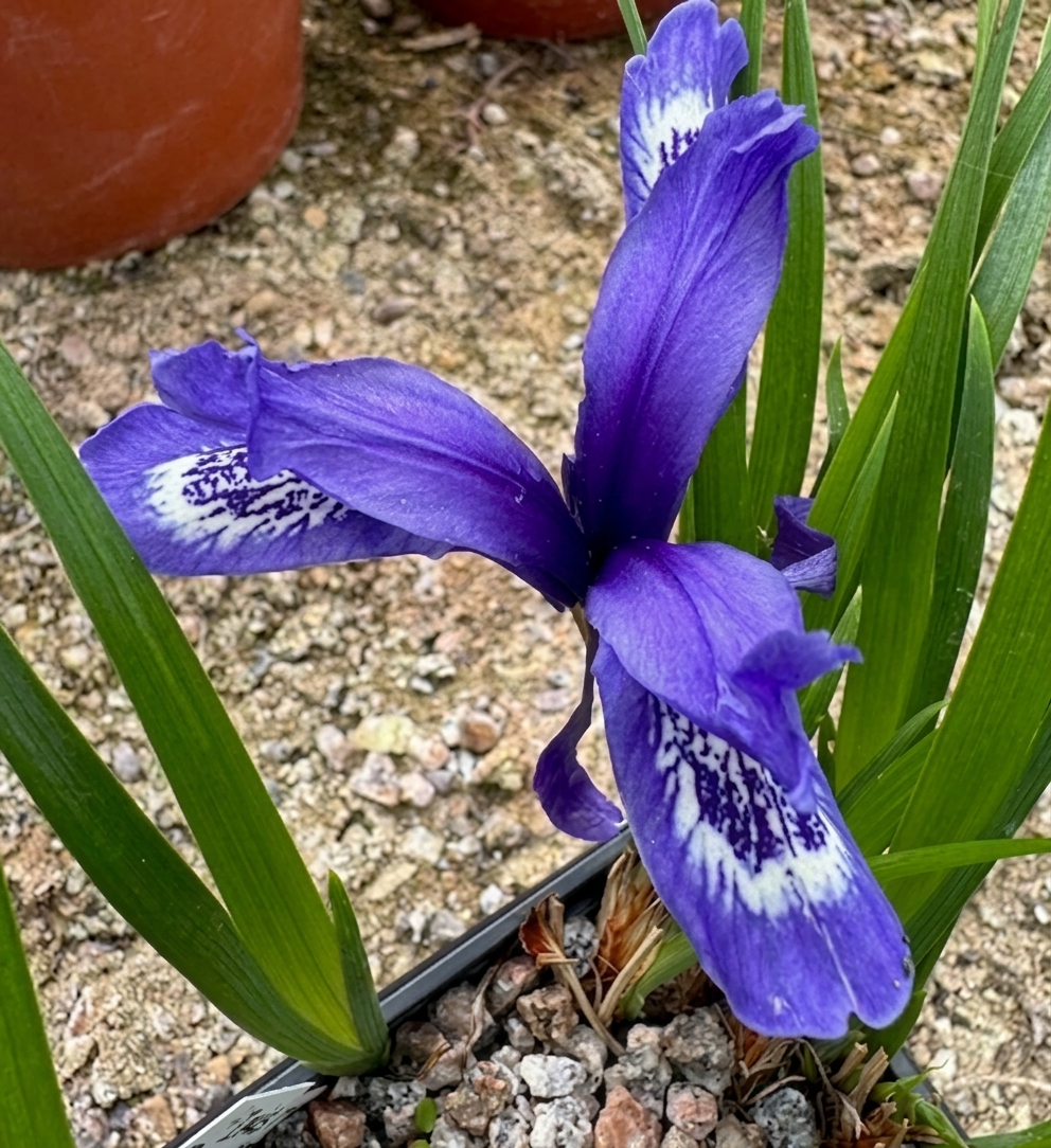 Iris ruthenica var. nana